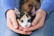 [코로나19]中 연구진 고양이, 스스로 중화 항체 생성