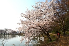 [기수정의 랜선여행] 내년에도 꽃은 핀다…사진으로 달래보는 진해 벚꽃