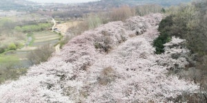 인천시,코로나19로 폐쇄한 인천대공원·월미공원 벚꽃길 드론영상 제공