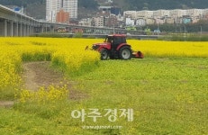 유채꽃을 제거하라! 부산 낙동강변 축구장 80배 면적 갈아엎기