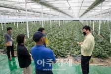 군산시, 꼬꼬마양배추 농식품수출 우수지자체 경진대회 본선진출