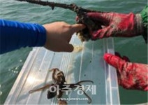 군산시, 주꾸미 산란장 조성으로 어업인 소득창출 기대