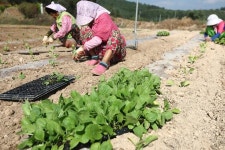 코로나19 확진 우려에 농식품부 파키스탄·방글라데시 출신 농촌 인력 없다