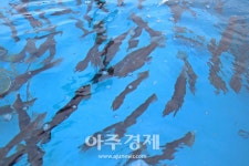 속초시, 코로나바이러스를 피해 환경친화적인 ‘하도문쌈채마을·장사어촌체험마을’로 떠나자!
