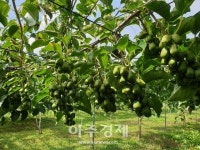 원주 토종다래 우수성 입증! 최고품질 농산물 생산단지 ‘우수상’ 수상