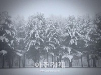 필름카메라로 남기는 남이섬, 어떤 매력이 있을까?