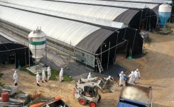 전북 남원 오리 농장서 또 고병원성 AI 발생…국내 농장 23번째