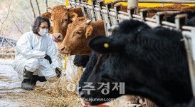 [포토] 신품종 흑우 개발에 앞장서는 이티바이오텍 한우유전자 연구소
