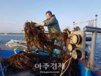 [단독] 강릉 강문어촌계, ‘동해안 최초’ 미역 양식 성공