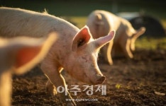 춘천시, 올해 ASF 85건 발생 ‘전국 최다’···방역 총력