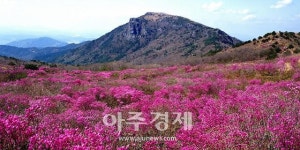 대구 달성군, 비슬산 정상 30만평···“진분홍 참꽃” 만개