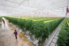 [르포] 홈플러스 스낵토마토 산지 계약재배로 농장 2배 늘릴 수 있게 됐죠