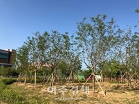 김포시, ‘고촌물류단지 미세먼지 차단숲’ 조성사업 완료
