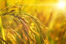 지난해 농어가 소득 58년 만에 최고...재난지원금 지급 영향