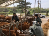여주시, 한우 우량암소 조기선발을 통한 고급육 생산기반 조성