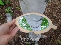 [기수정의 여행 in] 순백의 자작나무 숲길·칠흑 속 쏟아지는 별빛