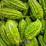 홍성군 아열대 채소···농가 소득에 새바람