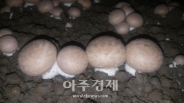 경북 경주지역 ‘갈색양송이버섯’, 날개 달고 서울로 비상