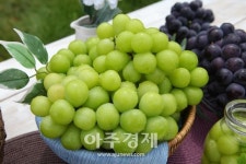 K-샤인머스캣·딸기 인기…수출상담 300만 달러 성과
