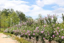 [추석은 자연] 정부 추천 숲·무궁화 명소 가볼까