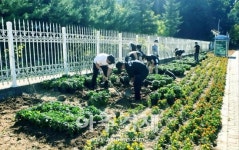 과천시, 주암동 일대 마을 유휴지 꽃길 조성사업 펼쳐
