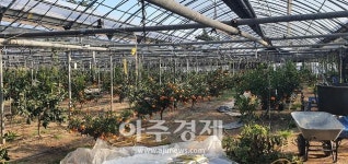 경산에서도 레드향이...맛과 향 뛰어나 순식간 완판