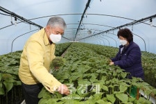 금산군, 깻잎 사상 최고 연 매출 635억원 달성