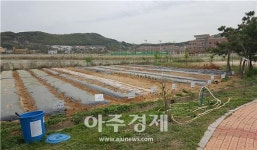 인천 영종주민 친환경 주말농장 무료분양 신청하세요