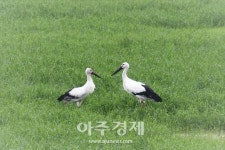 서천군, 봉선저수지에 천연기념물 제199호 황새 둥지 조성