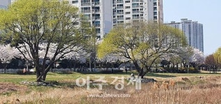 경산시 남천강변 벚꽃 만개(滿開)해 10리 꽃길 열려