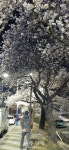 경산시 남천강변 벚꽃 만개(滿開)해 10리 꽃길 열려