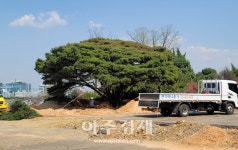수원시, 구 국립축산과학원에 있던 반송 52년 만에 영흥공원으로 이식