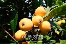 완도군, 하우스 비파 전국서 가장 빨리 수확