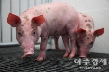 [개청 60년 넘어 100년으로] 비닐하우스 백색혁명 등 선진농업 기술…국민 안심먹거리·건강지킴이 자리매김