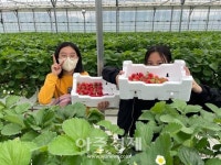영암군, 친구와 함께 딸기 수확 체험 큰 호응