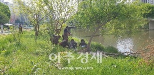 안양시, 안양·학의천에서 생태계교란 식물 제거작업 펼쳐