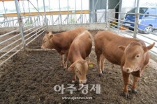 예산군, 깨끗한 축산농장 지정평가 충남도 최다 68개소 지정