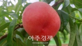 기후 온난화를 극복할 복숭아 신품종 홍스타 탄생