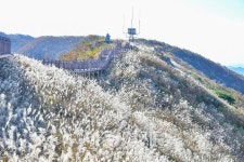 홍성군, 찬란한 은빛 물결 오서산으로 억새꽃 보러 갈까?