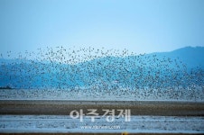 서천군, 명실상부! 서천이 단연 갯벌본부로 최적지