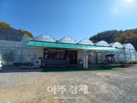 (취재)합천 가야산자락에 커피 농장이 있다