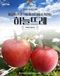 제천하늘뜨레 사과 전국 롯데마트서 판촉행사