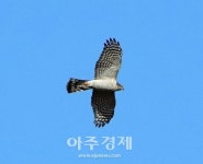 고양특례시 기후변화 영향 발견됐다…정발산 탐사결과 발표