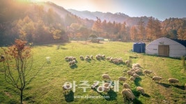 강원관광재단, 아이·반려견 함께 즐기는 동물 체험관광 각광