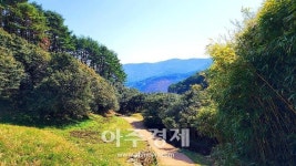 전라남도 으뜸숲, 광양시 옥룡사 동백나무숲