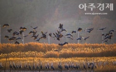 [르포] 전봇대 뽑자 흑두루미·관광객이 몰려왔다…순천만 가보니
