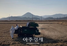 [르포] 전봇대 뽑자 흑두루미·관광객이 몰려왔다…순천만 가보니