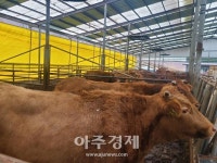 무주군, 한우 수급관리 추진