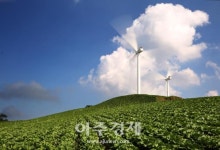영양군 '배추', 경상북도 주산지 지정