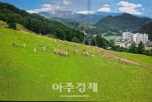 태백시, 11억7800만원투입 함백산 숲길과 연계한 관광휴양목장 조성 추진